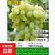 葡萄樹(shù)苗嫁接夏黑葡萄苗特大果苗巨峰葡萄樹(shù)苗陽(yáng)光玫瑰苗當年結果 金手指葡萄 5年苗 當年開(kāi)花結果 50cm(含)-60cm(含)