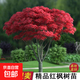 紅楓樹(shù)苗 三季紅楓苗中國紅楓紅舞姬紅楓樹(shù)苗嫁接紅楓苗庭院盆栽 1.5公分粗（品種備注）