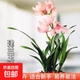 寬葉矮種 超香蘭花 寶蓮燈 建蘭四季蘭花卉盆栽綠植好養蘭花苗 玉嬌2苗