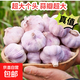 特大河南大蒜頭調料蒜蓉2025年新蒜頭蔬菜 河南中牟農家蒜（50mm - 60mm特大） 1斤【當季干蒜 小份嘗鮮】