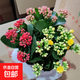 長(cháng)壽花盆栽帶花苞多肉植物巴黎重瓣陽(yáng)臺室內花卉綠植四季開(kāi)花夏天 120#大盆（3色） 含盆