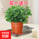 薄荷盆栽可食用大苗水培室內驅蚊綠植迷迭香香草植物檸檬貓薄荷 （買(mǎi)一送一）精品中盆薄荷
