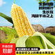 新鮮現摘水果玉米大棒子甜玉米早餐必備直播間超市品質(zhì)價(jià)格便宜 水果玉米含箱7斤 （7-9根）