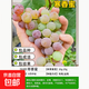 葡萄樹(shù)苗嫁接夏黑葡萄苗特大果苗巨峰葡萄樹(shù)苗陽(yáng)光玫瑰苗當年結果 寒香蜜葡萄 5年苗 當年開(kāi)花結果 50cm(含)-60cm(含)