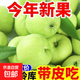 【青富士】陜西頭茬現摘青脆多汁青富士老人兒童孕婦皆可食用 青富士帶箱1斤