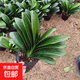 特價(jià)大盆君子蘭盆栽名貴國寶級花卉苗綠植物圓頭和尚室內四季好養 【掌柜推薦】5-8片葉子+肥料