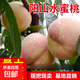 無(wú)錫陽(yáng)山水蜜桃 陽(yáng)山桃苗 桃子樹(shù)苗 嫁接桃苗 適合南方北方果樹(shù)苗 6年苗結果多 111cm(含)-140cm(含)