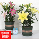 百合花盆栽四季開花帶芽香水百合室內外花卉盆栽百合種球種子 混色3球【不含盆土】直經4-5厘米