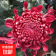 菊花盆栽帶花苞菊花苗九月菊千頭菊四季球菊室內花卉植物好養好看 大盆：紅繡球【原土帶花苞】