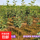 梨樹(shù)果苗南北方種植嫁接秋月梨苗脆甜翠冠多汁碭山果樹(shù)苗地栽盆栽 翠冠梨5年苗 81cm(含)-110cm(含)