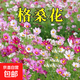 格?；ɑǚN籽波斯菊花種子子四季掃帚梅播種易活花籽庭院野花種子 【凈籽】混色格?；ǚN子1000粒