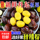 新鮮丹東板栗正宗農家甄選精品蔬菜產(chǎn)地直發(fā)大果生即食可糖炒批發(fā) 新鮮板栗（大果） 2斤 凈重裝