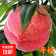 桃樹(shù)苗嫁接苗南北方種植盆栽脆甜黃桃油桃水蜜桃果樹(shù)苗當年結果 中華壽桃5年苗【當年結果】