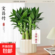 文昌竹4株高考金榜題名室內書(shū)桌綠植盆栽?xún)艋諝馑募竞灭B植物 文昌竹+提拉米蘇瓷盆+金榜題名卡片 下單送肥料