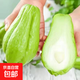 京喜加高山現摘佛手瓜新鮮蔬菜壽瓜豐收窩瓜洋瓜豐收瓜生鮮 貴州佛手瓜 9斤 囤貨款