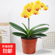 蝴蝶蘭盆栽帶花劍蘭花苗室內鮮花卉植物客廳辦公桌面綠植四季開(kāi)花 蝴蝶蘭黃色(原盆) 含盆