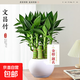 文昌竹4支富貴竹帶根金榜題名室內盆栽高考書(shū)桌綠植凈化空氣好養 4支文昌竹+白玉陶瓷盆+卡片隨機