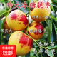 正宗無(wú)核冰糖棗樹(shù)苗冬棗苗果大脆甜豐產(chǎn)盆栽地栽矮化當年結果樹(shù)苗 六年苗【買(mǎi)一送一】結果多多 高度0.8米-1.1米