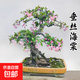 垂絲海棠花盆栽老樁四季開(kāi)花盆景樹(shù)苗室內花卉綠植好養植物 精品垂絲海棠15年老樁（不含盆）