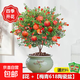 石榴花盆栽觀(guān)賞果樹(shù)苗室內盆景四季開(kāi)花植物室外庭院陽(yáng)臺綠植好養 大棵石榴花+梅青618陶瓷盆+陶粒+肥料