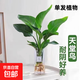 水培植物龜背竹盆栽客廳老樁大葉綠蘿水養室內桌面好養春羽綠植 水培天堂鳥(niǎo)0.8-1米3株（不含瓶）