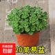 碰碰香桌面盆栽?xún)艋諝馇逑泸屛弥参锸覂让阅慊ɑ苻k公室趣味綠植 120簡(jiǎn)易盆碰碰香1盆 需換盆 含盆