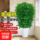 幸福樹(shù)客廳盆栽大型老樁綠植室內平安樹(shù)盆景吸甲醛植物四季好養 叢生幸福樹(shù)60-70厘米+白色螺紋樹(shù)脂盆