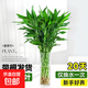帶根富貴竹水培植物室內(nèi)綠植客廳盆栽招財(cái)粗桿水養(yǎng)節(jié)節(jié)高特級(jí)竹子 【10顆】特級(jí)富貴竹66-76cm