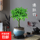 佛肚竹盆栽羅漢竹盆景辦公室內客廳桌面植物 獨桿佛肚竹+流蘇瓷盆+圓形底座