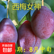 西梅苗李子苗離核西梅樹(shù)苗盆栽地栽李子樹(shù)苗南北方種當年結果 西梅女神【5年苗1棵】 80cm(含)-89cm(含)