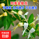 金銀花樹(shù)苗北花一號可食用藥用爬藤植物盆栽地栽四季南方北方開(kāi)花 四季/帶原土/4年苗1棵 不含盆