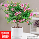 紫薇花盆栽植物樹(shù)室內陽(yáng)臺庭院觀(guān)花四季好養百日紅耐熱老樁樹(shù)苗 紫薇花+暖白盆