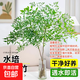 南天竹盆栽水養室內耐寒南天竹水培懶人水培植物花卉市場(chǎng) 南天竹40-50厘米1株（不含盆）