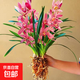 夏帶濃香花苞 建蘭四季蘭狀元紅 名貴蘭花苗好養易活濃香型蘭花 狀元紅4苗