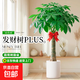 【基地直發(fā)】單桿發(fā)財樹(shù)盆栽大型綠植辦公室內開(kāi)業(yè)喬遷植物 樹(shù)脂圓柱盆【送肥料-接水盤(pán)-彩帶-營(yíng)養土】 1.4-1.6米