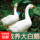 新鮮大鵝鵝肉 青年鵝東北大鵝整只殺大白鵝生鮮超市批發(fā)凍品批發(fā) 超嫩仔鵝一只6斤（送心肝）