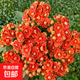 長(cháng)壽花盆栽重瓣金狐貍大花帶花苞花苗四季室內開(kāi)花好養的花卉植物 （A級精品）金狐貍【帶花苞 原盆發(fā)貨】 帶盆栽好