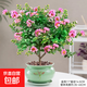 紫薇花盆栽植物樹(shù)室內陽(yáng)臺庭院觀(guān)花四季好養百日紅耐熱老樁樹(shù)苗 紫薇花+荷韻+底托