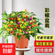 辣椒盆栽朝天椒泡椒室內陽(yáng)臺綠植花卉盆栽可食用七彩五彩椒苗 大盆彩椒盆栽（不含盆）