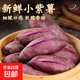 2025新鮮紫薯現挖小紫薯紅薯地瓜芋頭直播間超市應季生鮮蔬菜 小紫薯迷你寶寶薯 （單果1兩以下） 2斤含箱