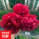 芍藥花苗種根塊重瓣四季開(kāi)花陽(yáng)臺庭院植物盆栽耐寒花卉易活好養 C36號御前表演 帶芽芍藥根塊【3棵裝】