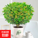 香水米蘭花盆栽室內陽(yáng)臺好養老樁樹(shù)苗四季開(kāi)濃香型花卉驅蚊綠植物 香水米蘭50厘米綠葉瓷盆帶 含盆