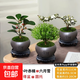 室內盆栽菩提樹(shù)盆景辦公小葉赤楠發(fā)財樹(shù)文竹綠植物好養除甲醛客廳 小葉赤楠+小盼菩提+六月雪（舍得紫砂盆+圓底座） 含苔蘚