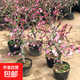 西府海棠樹(shù)苗老樁四季開(kāi)花卉植物庭院陽(yáng)臺名貴綠植好養活 西府海棠3年苗 四季循環(huán)開(kāi)花