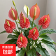 一帆風(fēng)順年宵花卉綠植物盆栽水培白掌室內客廳擺放耐寒冷 重瓣【紅色】四季開(kāi)花包成活可開(kāi)66朵 送肥料