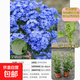 藍雪花盆栽大苗宿根草花庭院陽(yáng)臺搭配室內外觀(guān)賞花卉植物夏季可開(kāi) 【1盆】藍雪花13cm盆 帶花苞未開(kāi) 含盆