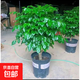 幸福樹(shù)盆栽室內客廳新家大綠植辦公室四季常青植物 精品矮樁幸福樹(shù)40-50厘米（加侖盆） 不含盆