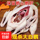 新鮮大鵝鵝肉 青年鵝東北大鵝整只殺大白鵝生鮮超市批發(fā)凍品批發(fā) 超嫩仔鵝一只5斤（送心肝）