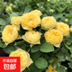 玫瑰花老樁月季特大妖姬室內(nèi)外盆栽陽臺四季開花不斷好養(yǎng)活 金絲雀【易活】2顆裝 不含盆