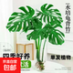 水培植物龜背竹盆栽客廳老樁大葉綠蘿水養室內桌面好養春羽綠植 水培龜背竹40-50厘米3株（不含瓶）